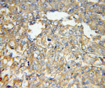 GNAI2 Antibody in Immunohistochemistry (Paraffin) (IHC (P))