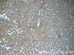 GNAI2 Antibody in Immunohistochemistry (Paraffin) (IHC (P))