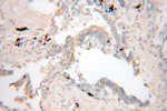 GNAI2 Antibody in Immunohistochemistry (Paraffin) (IHC (P))