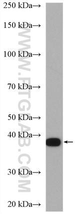 GNAI2 Antibody in Western Blot (WB)