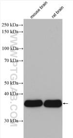 GNAI2 Antibody in Western Blot (WB)