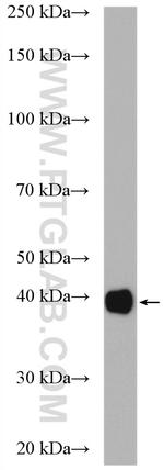 GNAI2 Antibody in Western Blot (WB)