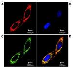 TRAP1 Antibody in Immunocytochemistry (ICC/IF)