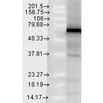 TRAP1 Antibody in Western Blot (WB)