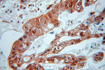 RIC8A Antibody in Immunohistochemistry (Paraffin) (IHC (P))