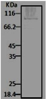 HSP90 Antibody in Western Blot (WB)