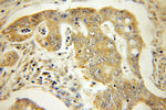 SEC61G Antibody in Immunohistochemistry (Paraffin) (IHC (P))