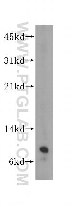 SEC61G Antibody in Western Blot (WB)