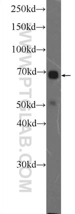 MAPK7 Antibody in Western Blot (WB)