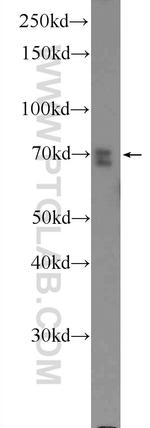 MAPK7 Antibody in Western Blot (WB)