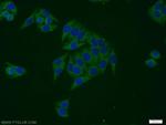 EIF3G Antibody in Immunocytochemistry (ICC/IF)