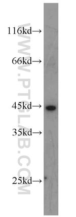 EIF3G Antibody in Western Blot (WB)