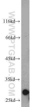 IDI1 Antibody in Western Blot (WB)