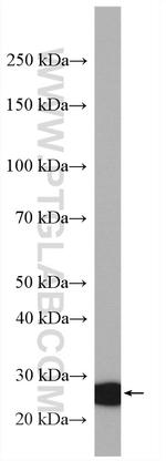 IDI1 Antibody in Western Blot (WB)