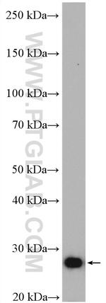 IDI1 Antibody in Western Blot (WB)