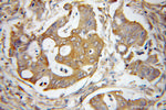 EIF2S1 Antibody in Immunohistochemistry (Paraffin) (IHC (P))