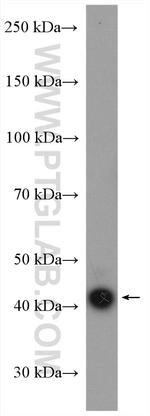 EAF2 Antibody in Western Blot (WB)