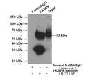 FKBP8 Antibody in Immunoprecipitation (IP)