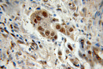 PSMA1 Antibody in Immunohistochemistry (Paraffin) (IHC (P))