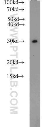 PSMA1 Antibody in Western Blot (WB)