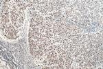 HNRNPA1 Antibody in Immunohistochemistry (Paraffin) (IHC (P))