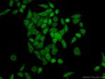 OGFR Antibody in Immunocytochemistry (ICC/IF)