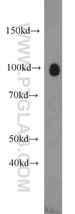 OGFR Antibody in Western Blot (WB)