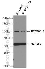 EXOSC10 Antibody in Western Blot (WB)