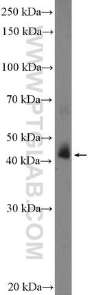 SGK2 Antibody in Western Blot (WB)