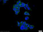 ALPL Antibody in Immunocytochemistry (ICC/IF)