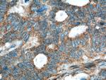 ALPL Antibody in Immunohistochemistry (Paraffin) (IHC (P))