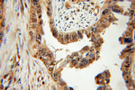 PTER Antibody in Immunohistochemistry (Paraffin) (IHC (P))