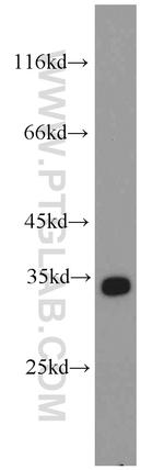 PTER Antibody in Western Blot (WB)