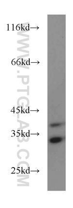 PTER Antibody in Western Blot (WB)