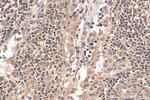 NEK9 Antibody in Immunohistochemistry (Paraffin) (IHC (P))