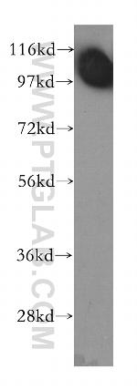 NEK9 Antibody in Western Blot (WB)