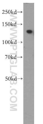 NEK9 Antibody in Western Blot (WB)