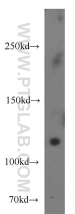 NEK9 Antibody in Western Blot (WB)