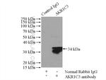 AKR1C3 Antibody in Immunoprecipitation (IP)