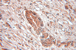 SRP9 Antibody in Immunohistochemistry (Paraffin) (IHC (P))