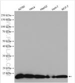 SRP9 Antibody in Western Blot (WB)