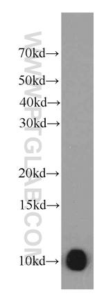 SRP9 Antibody in Western Blot (WB)