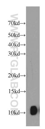 SRP9 Antibody in Western Blot (WB)