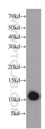 SRP9 Antibody in Western Blot (WB)