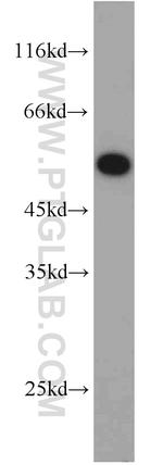 PSMC1 Antibody in Western Blot (WB)