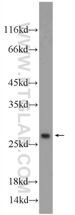 ORM2 Antibody in Western Blot (WB)