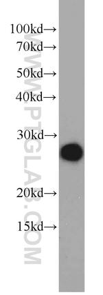 ORM2 Antibody in Western Blot (WB)