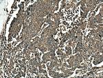 BAP31 Antibody in Immunohistochemistry (Paraffin) (IHC (P))