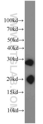 BAP31 Antibody in Western Blot (WB)