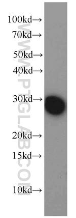 BAP31 Antibody in Western Blot (WB)